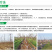 早醒8号水蜜桃苗5月早熟白肉蜜桃脆江苏农科院