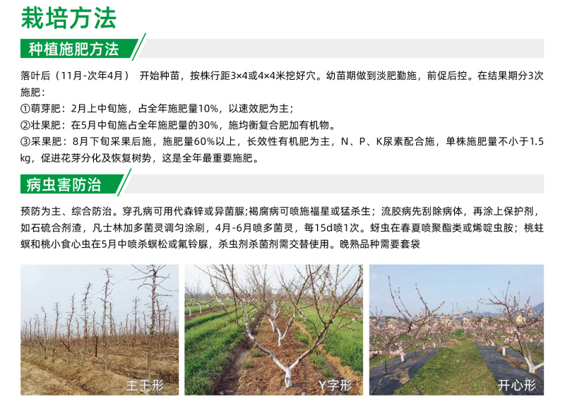 早醒8号水蜜桃苗5月早熟白肉蜜桃脆江苏农科院