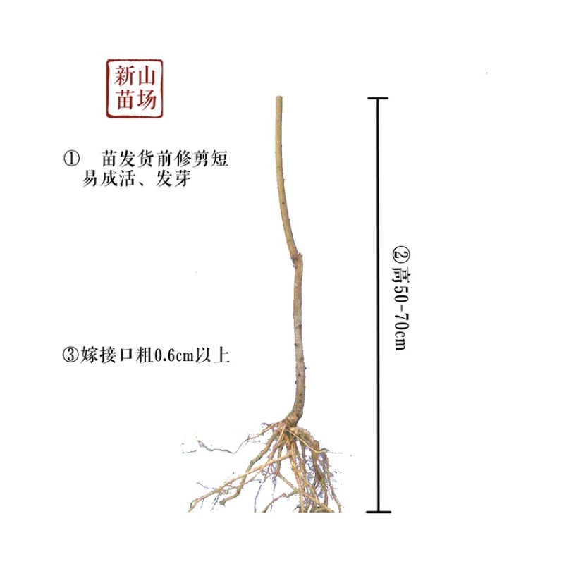亚果种苗【油蟠13】早熟黄肉油蟠桃新品种庭院盆栽地栽果树