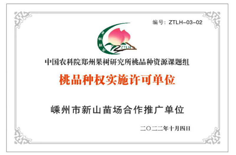 亚果种苗【油蟠13】早熟黄肉油蟠桃新品种庭院盆栽地栽果树