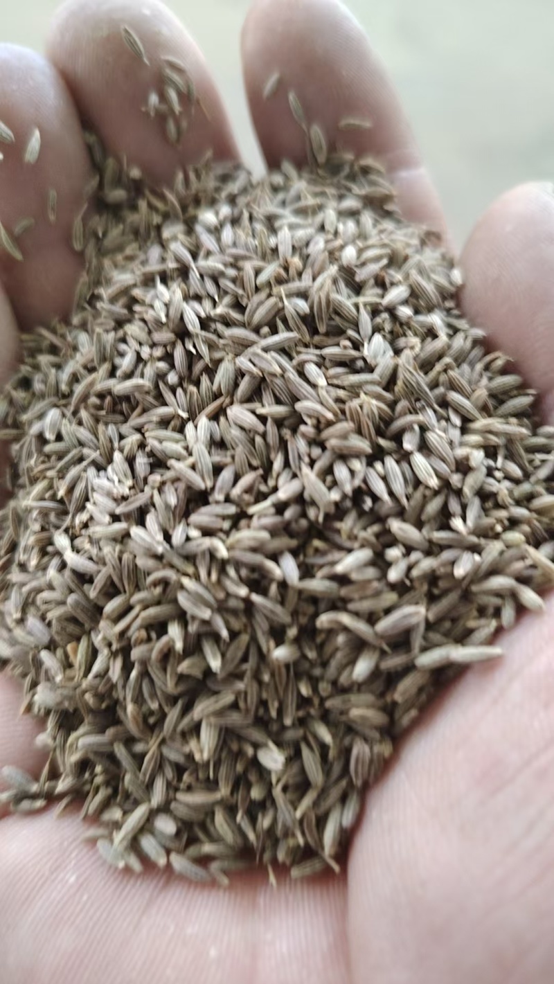 【孜然】优质孜然调味品，全年有货产地直发支持视频看货