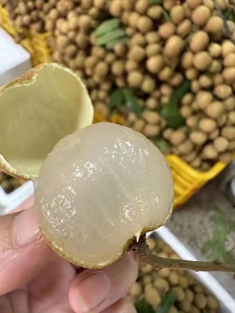 精品储良龙眼产地直发对接电商市场商超可视频看货