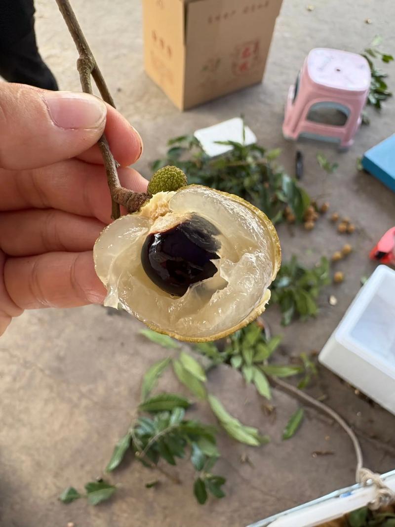 精品储良龙眼产地直发对接电商市场商超可视频看货