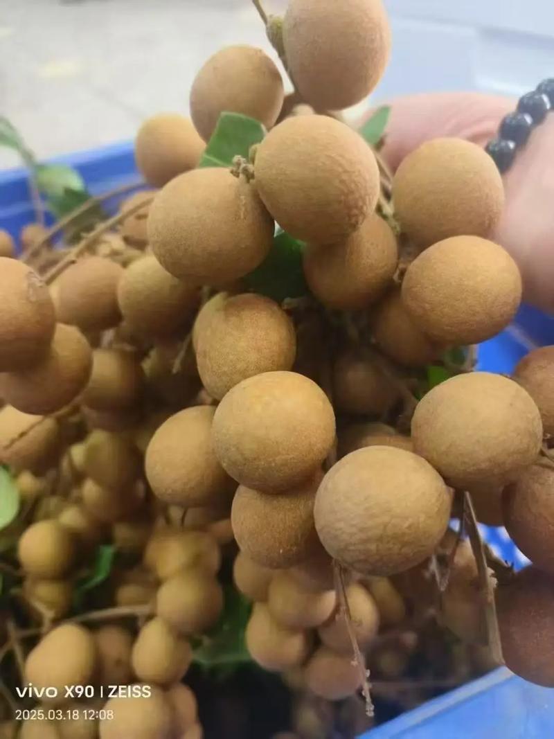 精品储良龙眼产地直发对接电商市场商超可视频看货