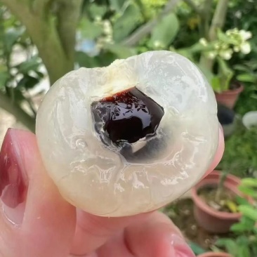 精品储良龙眼产地直发对接电商市场商超可视频看货