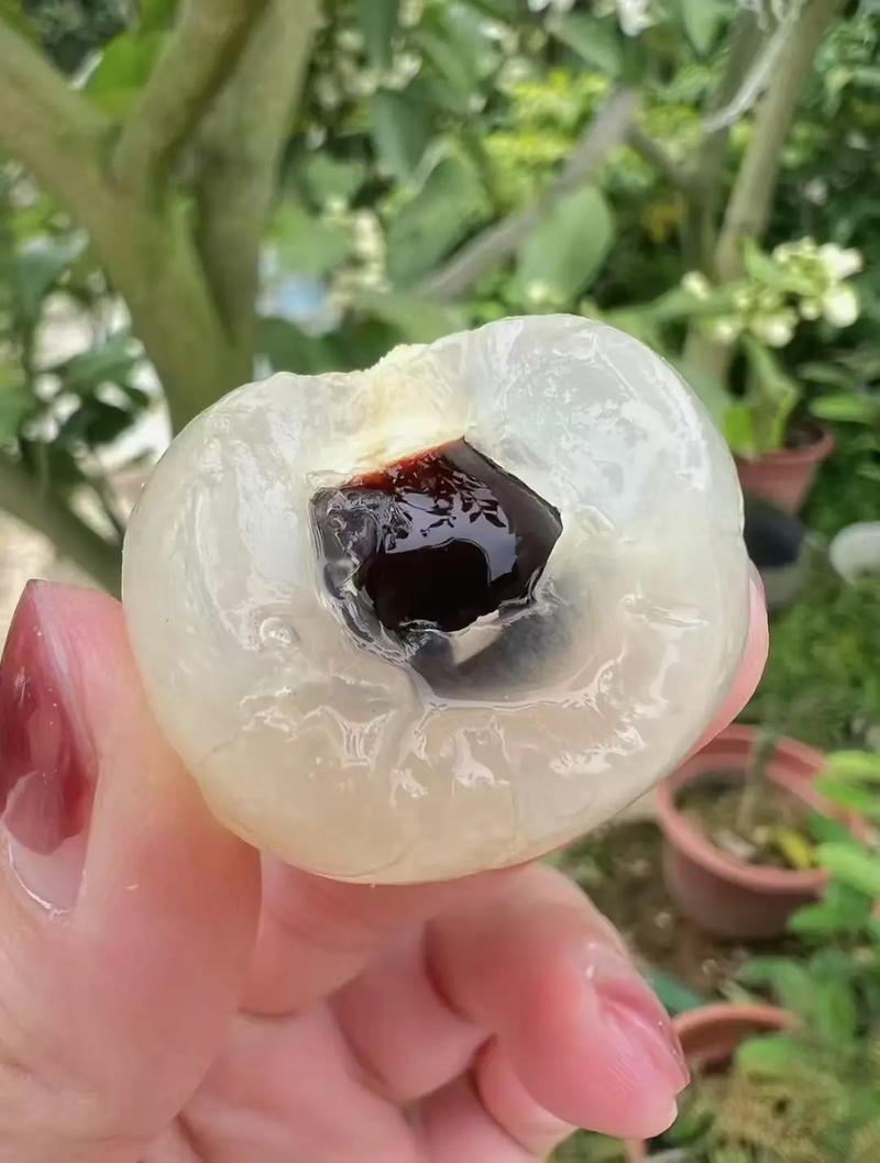 精品储良龙眼产地直发对接电商市场商超可视频看货