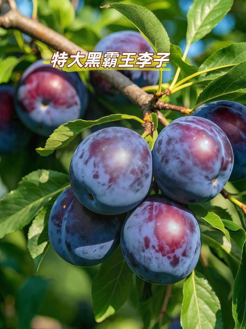 黑霸王