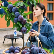 辽宁精品黑霸王李子货源充足产地直发欢迎来电