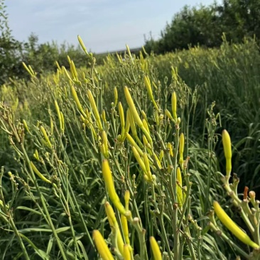 精品黄花菜大量供应产地现摘现发品质保证欢迎来电洽谈