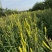 精品黄花菜大量供应产地现摘现发品质保证欢迎来电洽谈