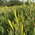 精品黄花菜大量供应产地现摘现发品质保证欢迎来电洽谈