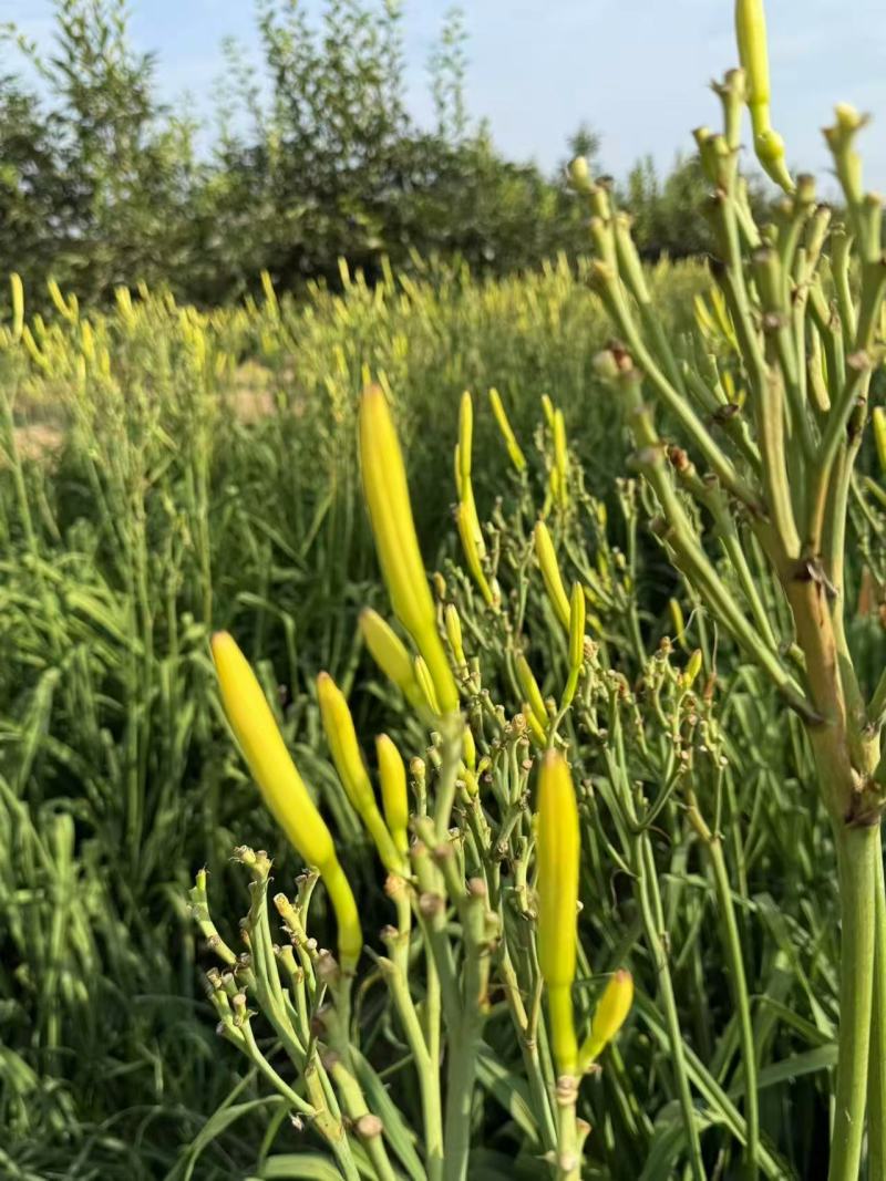 精品黄花菜大量供应产地现摘现发品质保证欢迎来电洽谈