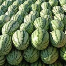 宁夏金花1号西瓜基地直发大量有货包熟包甜耐运输