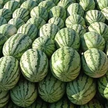 宁夏金花1号西瓜基地直发大量有货包熟包甜耐运输