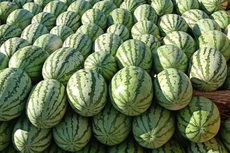 宁夏金花1号西瓜基地直发大量有货包熟包甜耐运输