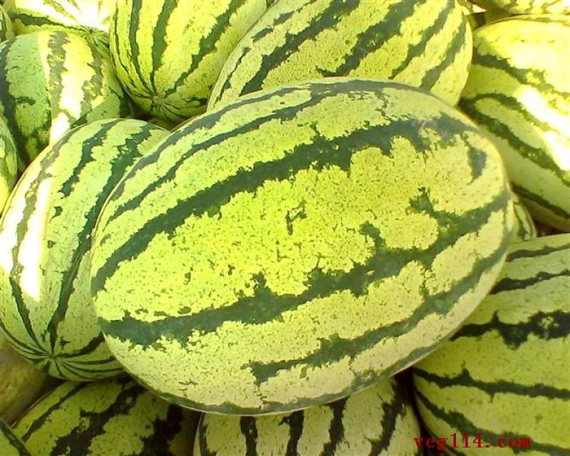 宁夏金花1号西瓜基地直发大量有货包熟包甜耐运输