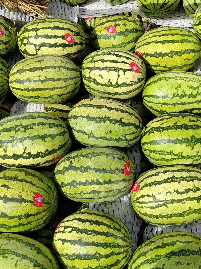宁夏金花1号西瓜基地直发大量有货包熟包甜耐运输