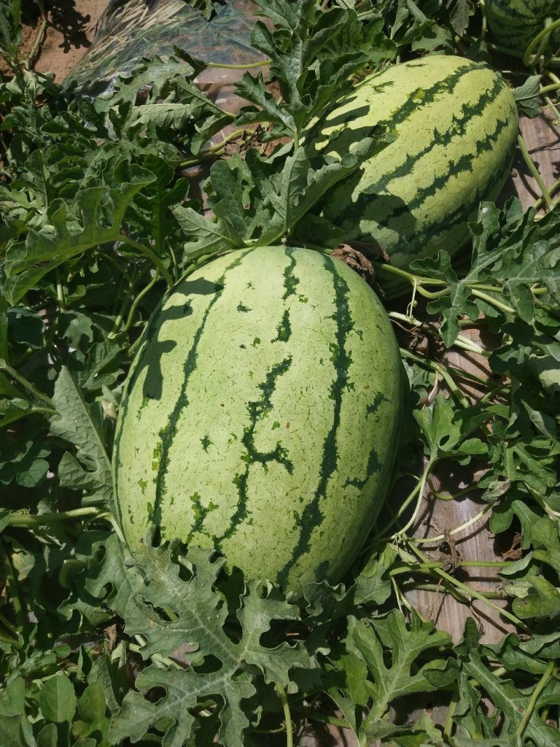宁夏金花1号西瓜基地直发大量有货包熟包甜耐运输