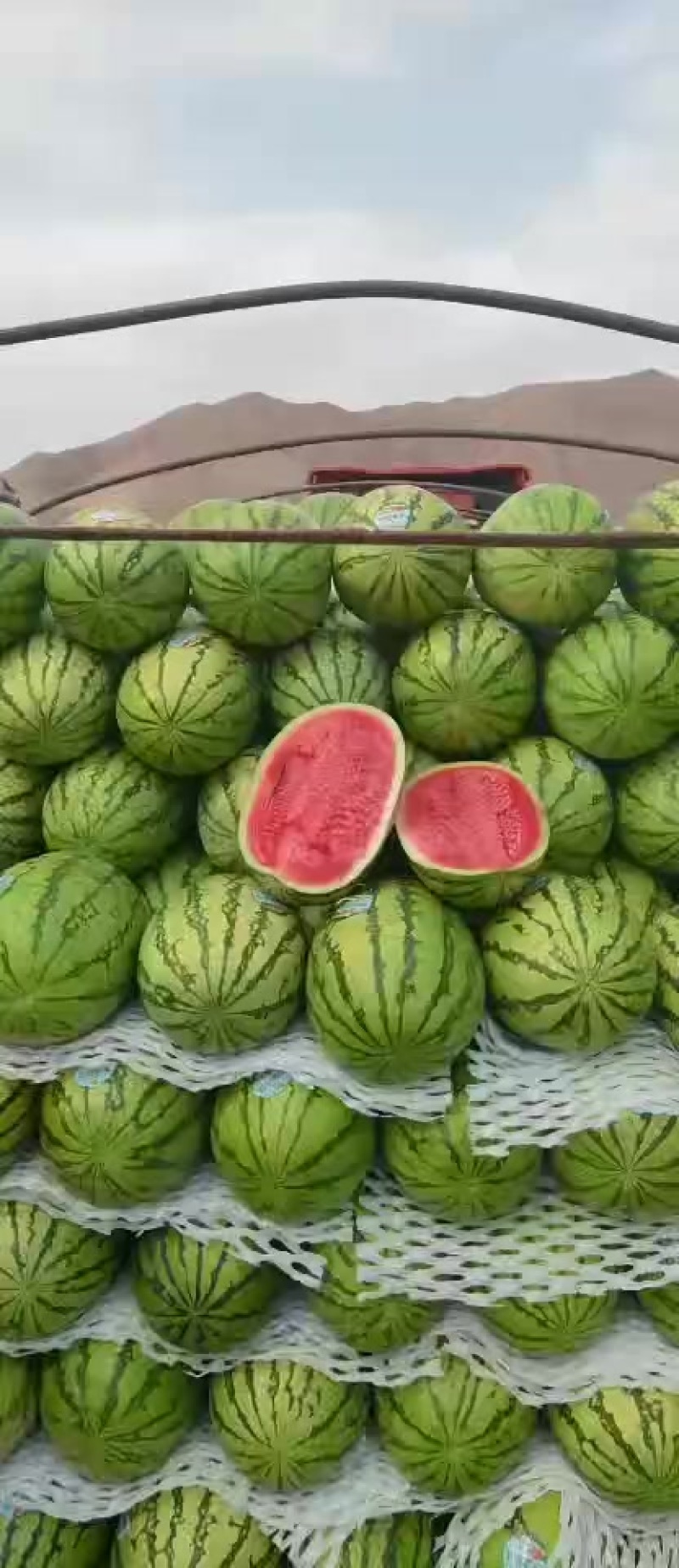 宁夏金花1号西瓜基地直发大量有货包熟包甜耐运输