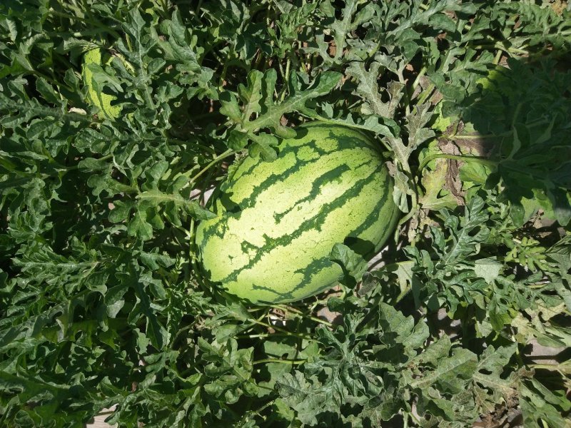 宁夏金花1号西瓜基地直发大量有货包熟包甜耐运输