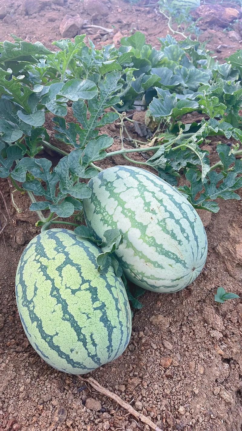 宁夏金花1号西瓜基地直发大量有货包熟包甜耐运输