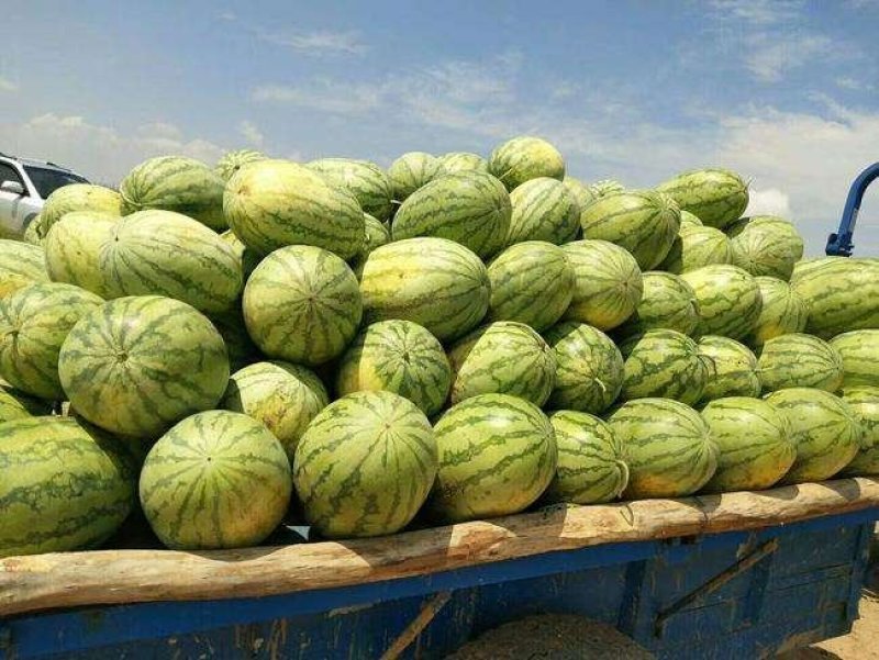 宁夏金花1号西瓜基地直发大量有货包熟包甜耐运输