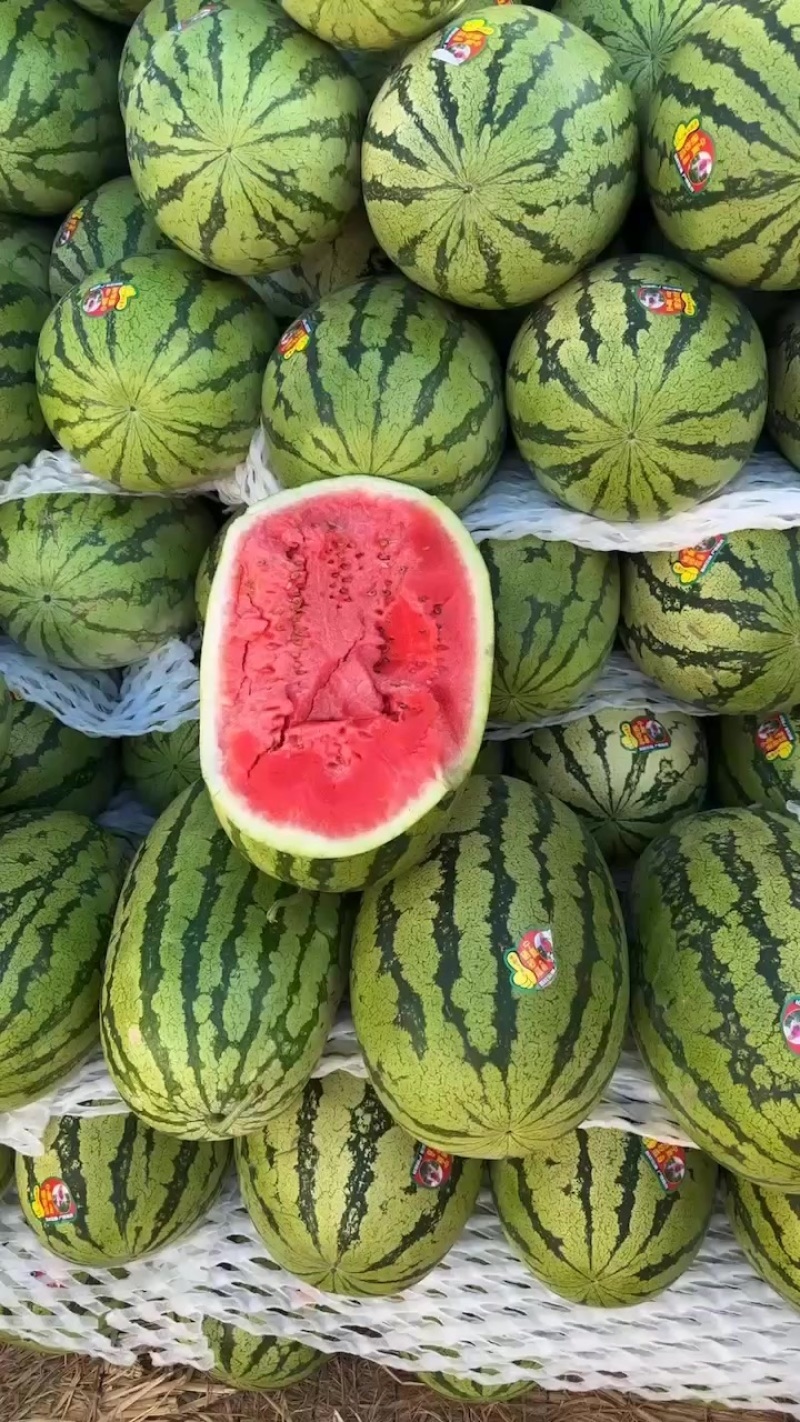 宁夏金花1号西瓜基地直发大量有货包熟包甜耐运输