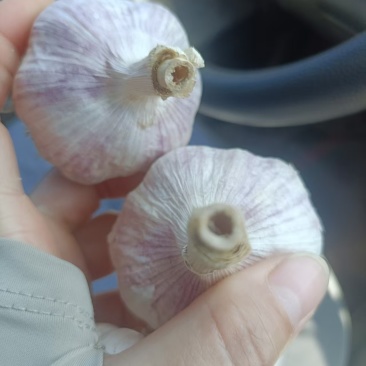 紫皮蒜山东大蒜产地直发保质保量对接全国等