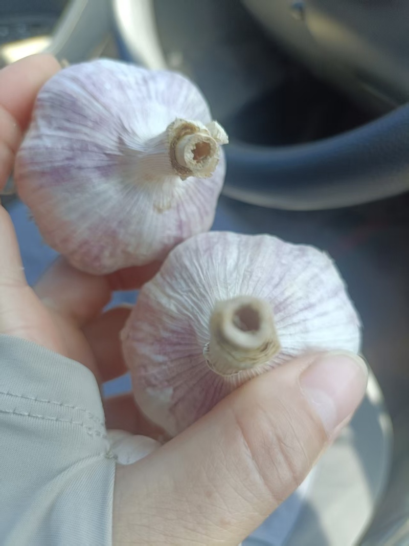 紫皮蒜山东大蒜产地直发保质保量对接全国等