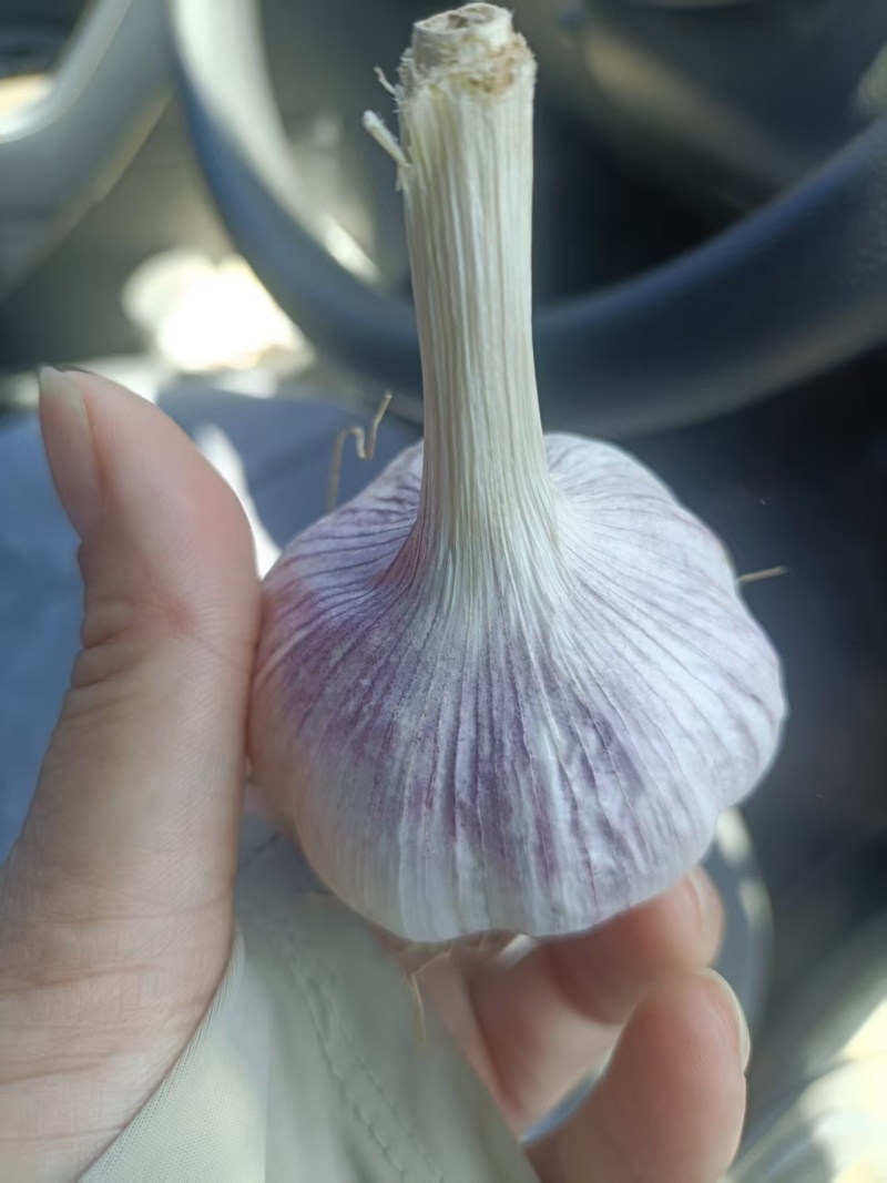紫皮蒜山东大蒜产地直发保质保量对接全国等
