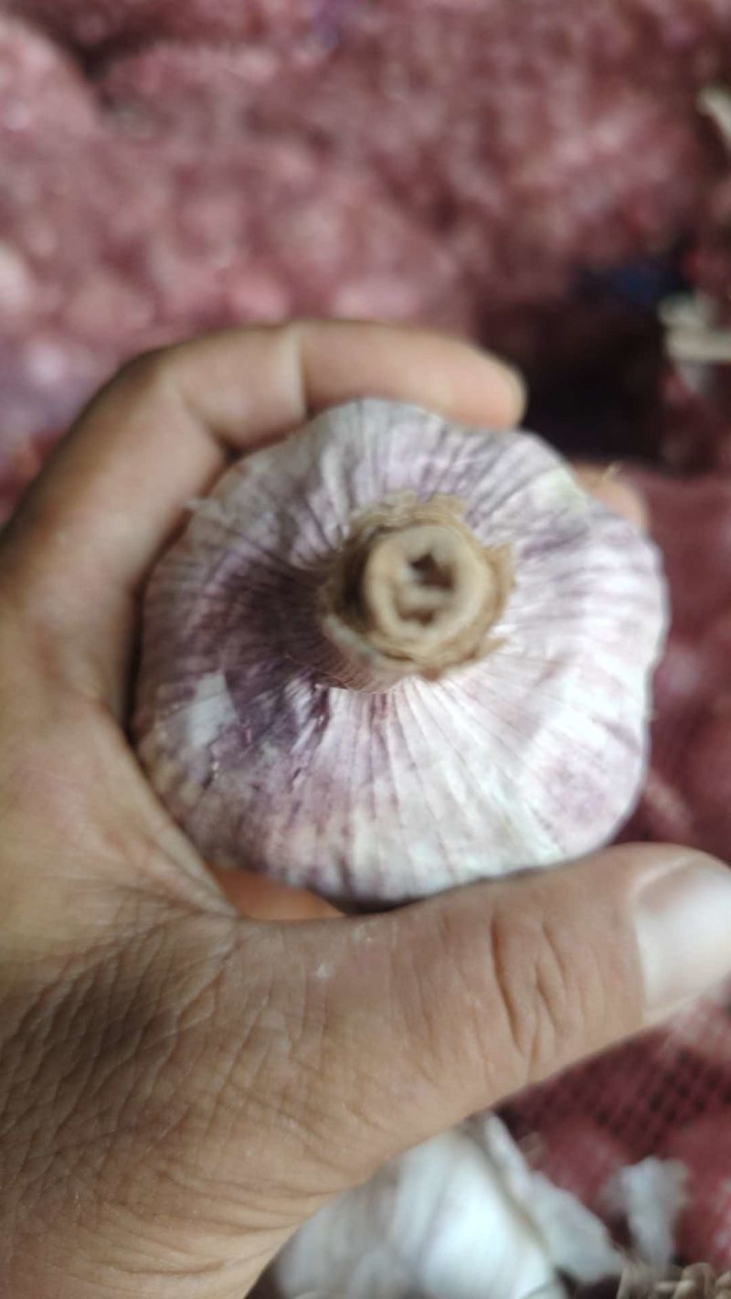 紫皮蒜山东大蒜产地直发保质保量对接全国等