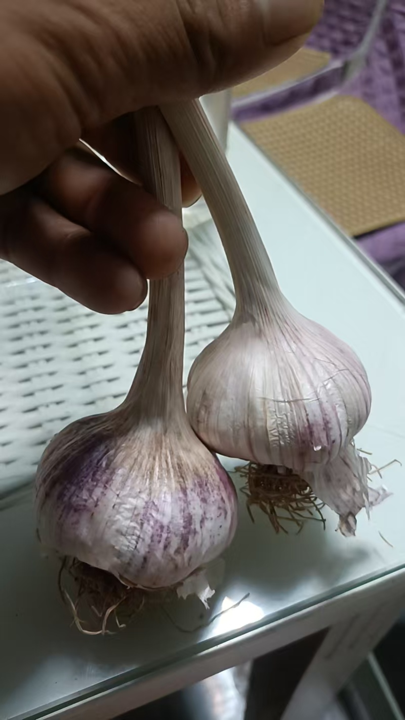 紫皮蒜山东大蒜产地直发保质保量对接全国等