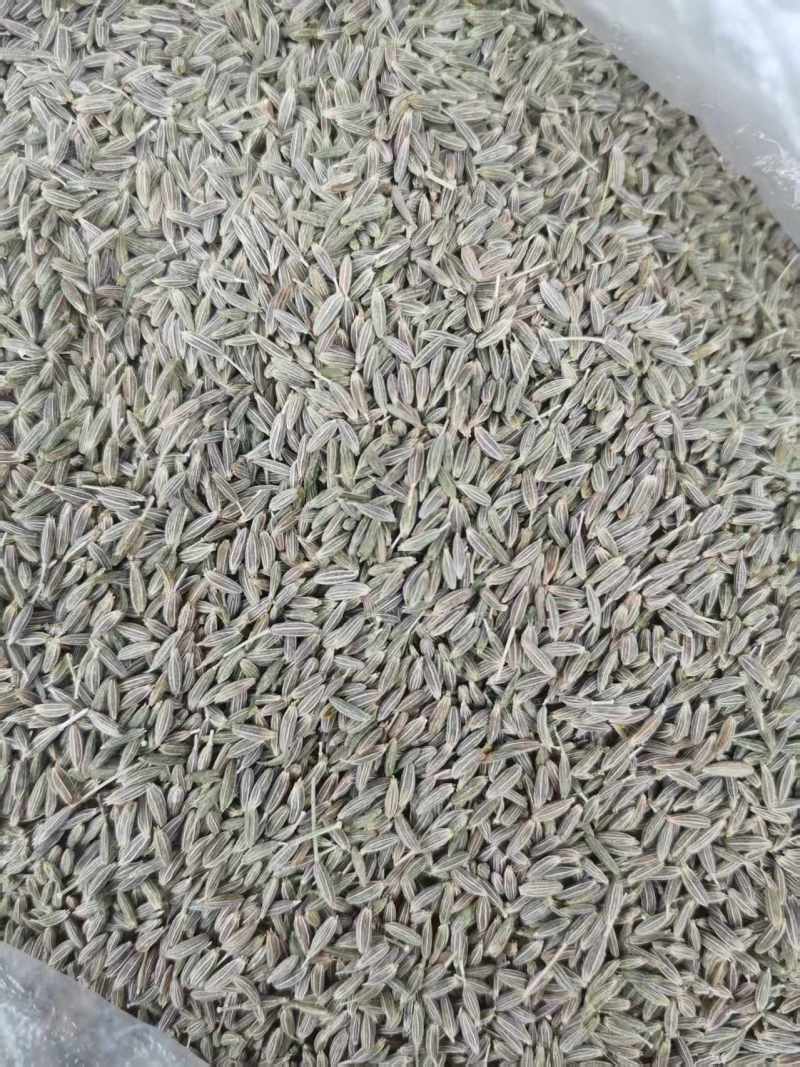 精品孜然产地发货质量保证货源充足欢迎咨询