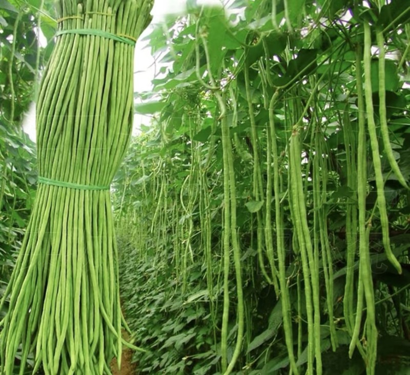 【精选】江苏长豆角量大质优有保证，可市场，电商整车发货