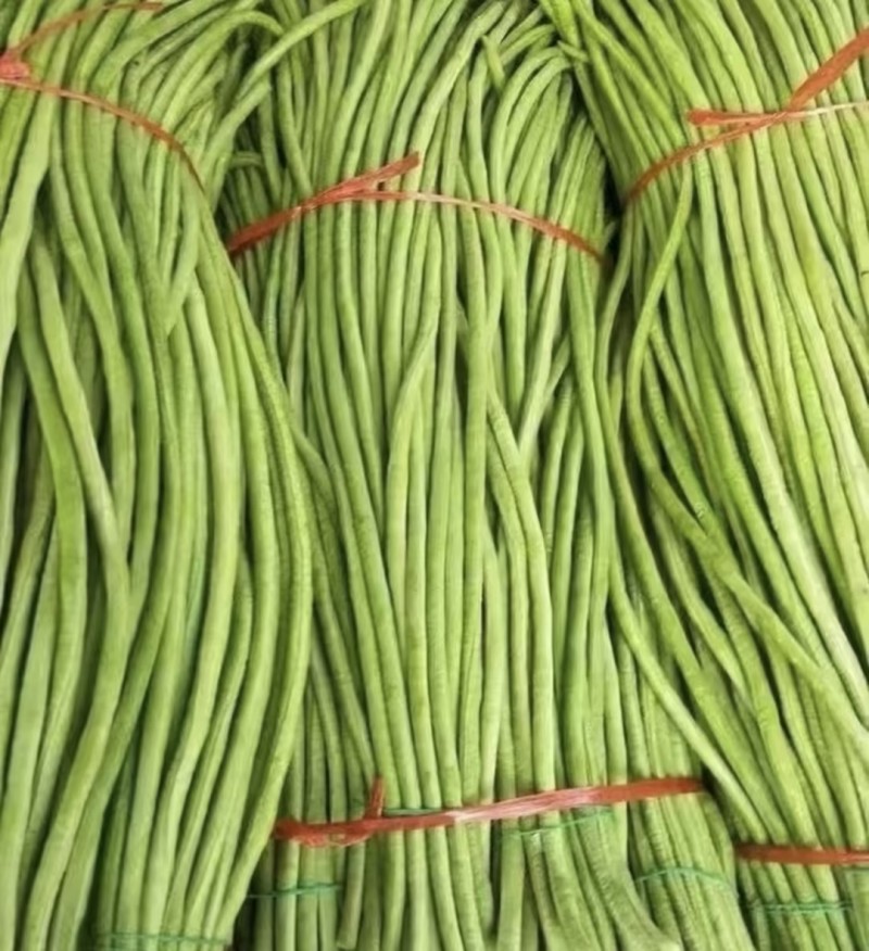 【精选】江苏长豆角量大质优有保证，可市场，电商整车发货