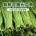 【精选】江苏长豆角量大质优有保证，可市场，电商整车发货