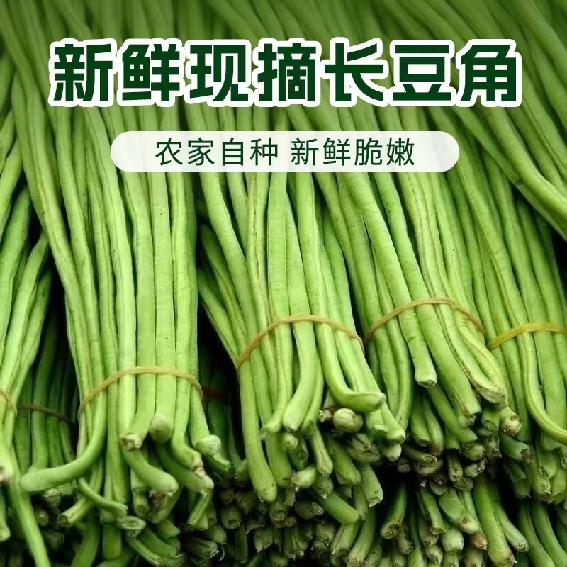 江苏豆角，青条长豆角，规模种植，价格低视频看货，线上交易