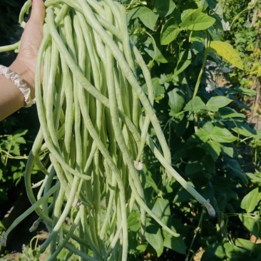 江苏豆角，青条长豆角，规模种植，价格低视频看货，线上交易