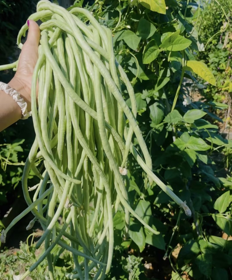 江苏豆角，青条长豆角，规模种植，价格低视频看货，线上交易