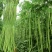 江苏豆角，青条长豆角，规模种植，价格低视频看货，线上交易