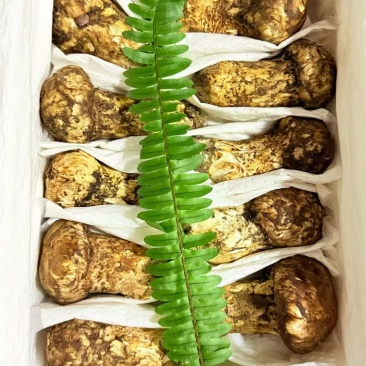 香格里拉新鲜野生松茸食用松茸云南新鲜批发包邮食用菌刺身