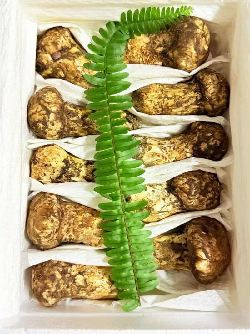 香格里拉新鲜野生松茸食用松茸云南新鲜批发包邮食用菌刺身