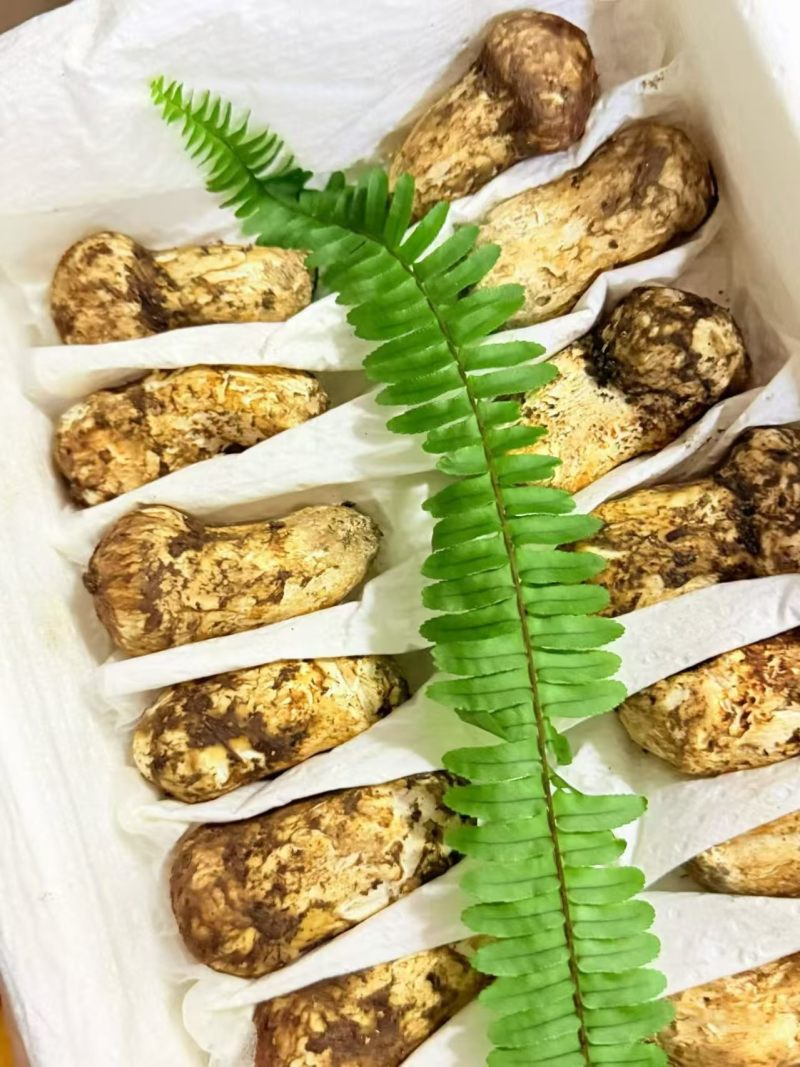 香格里拉新鲜野生松茸食用松茸云南新鲜批发包邮食用菌刺身