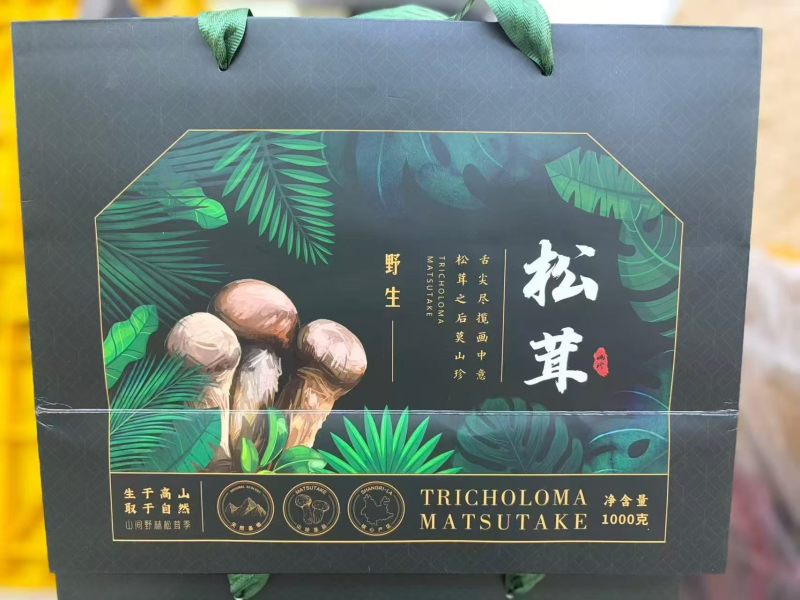 香格里拉新鲜野生松茸食用松茸云南新鲜批发包邮食用菌刺身