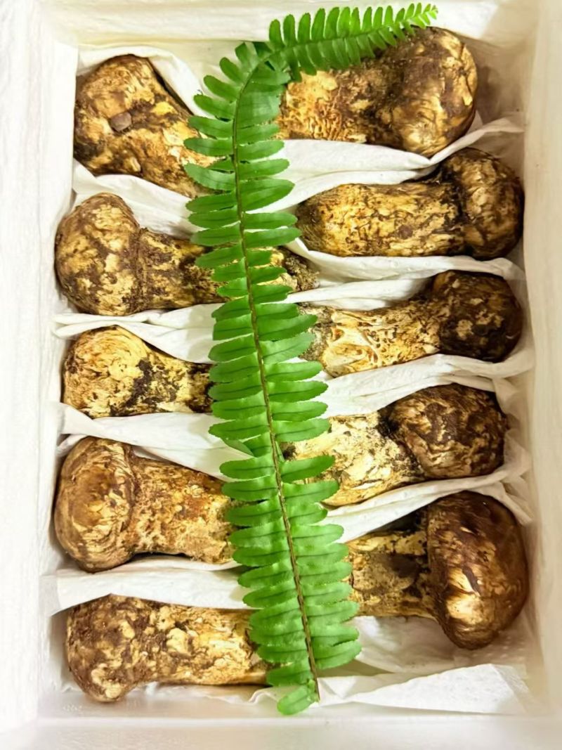 香格里拉新鲜野生松茸食用松茸云南新鲜批发包邮食用菌刺身