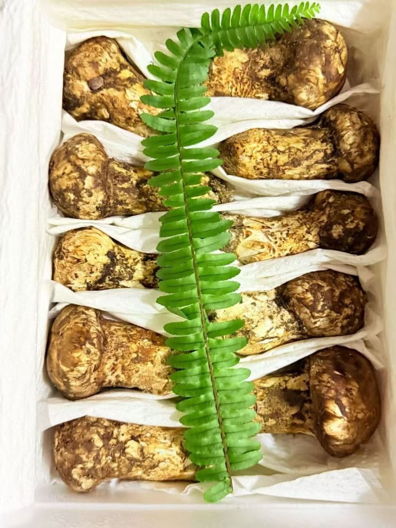 香格里拉新鲜野生松茸食用松茸云南新鲜批发包邮食用菌刺身