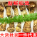 香格里拉新鲜野生松茸食用松茸云南新鲜批发包邮食用菌刺身