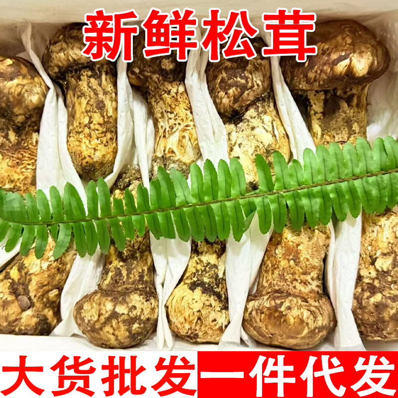 香格里拉新鲜野生松茸食用松茸云南新鲜批发包邮食用菌刺身