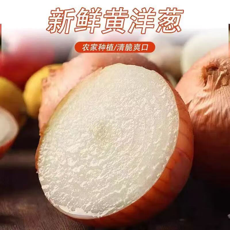 丰县精品黄皮洋葱产地直发量大价优保质保量欢迎来电