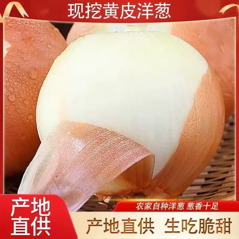 丰县精品黄皮洋葱产地直发量大价优保质保量欢迎来电